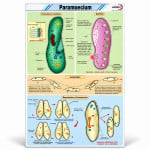 Paramoecium Chart